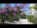 Apartmaji Ljuba - nice garden: A2(4+1) Plavi, A4(8+1), A1(2+2) Okrug Gornji - Otok Čiovo  - cvetlični nasad (hiša in okolica)