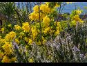Hiša za počitnice Božena - nice garden: H(2+1) Poljica (Marina) - Riviera Trogir  - Hrvaška  - cvetje